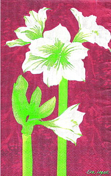 Amaryllis Towelservett, 20 servetter/fp