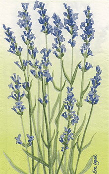 Lavendel blå Towelservett, 20 servetter/fp