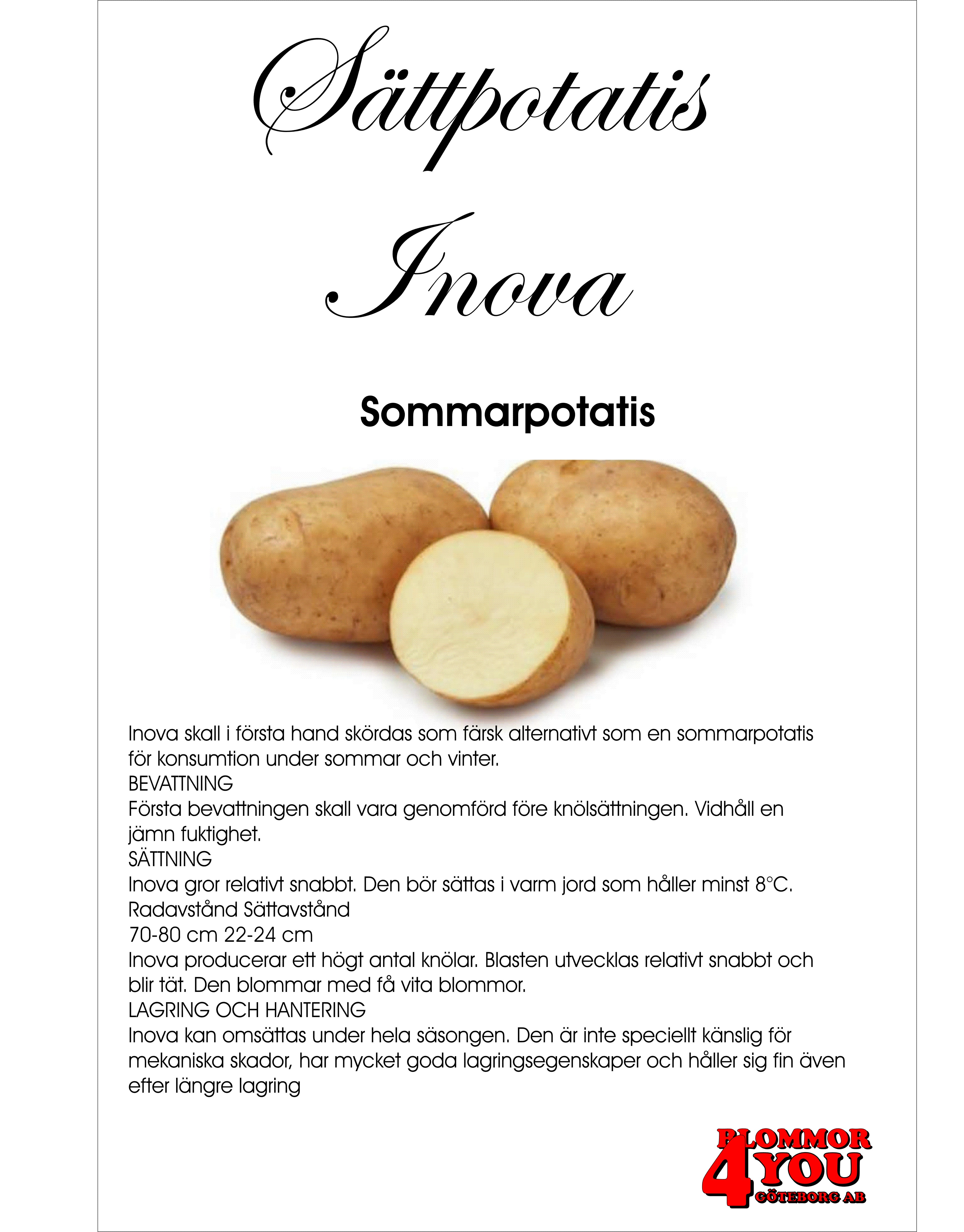 Sättpotatis Inova 3 Kilo