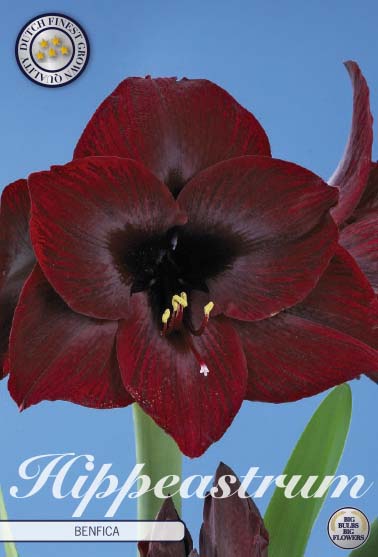 52362  Amaryllis  Superjumbo   Benfica   Lökstorlek: 40/+ - 2