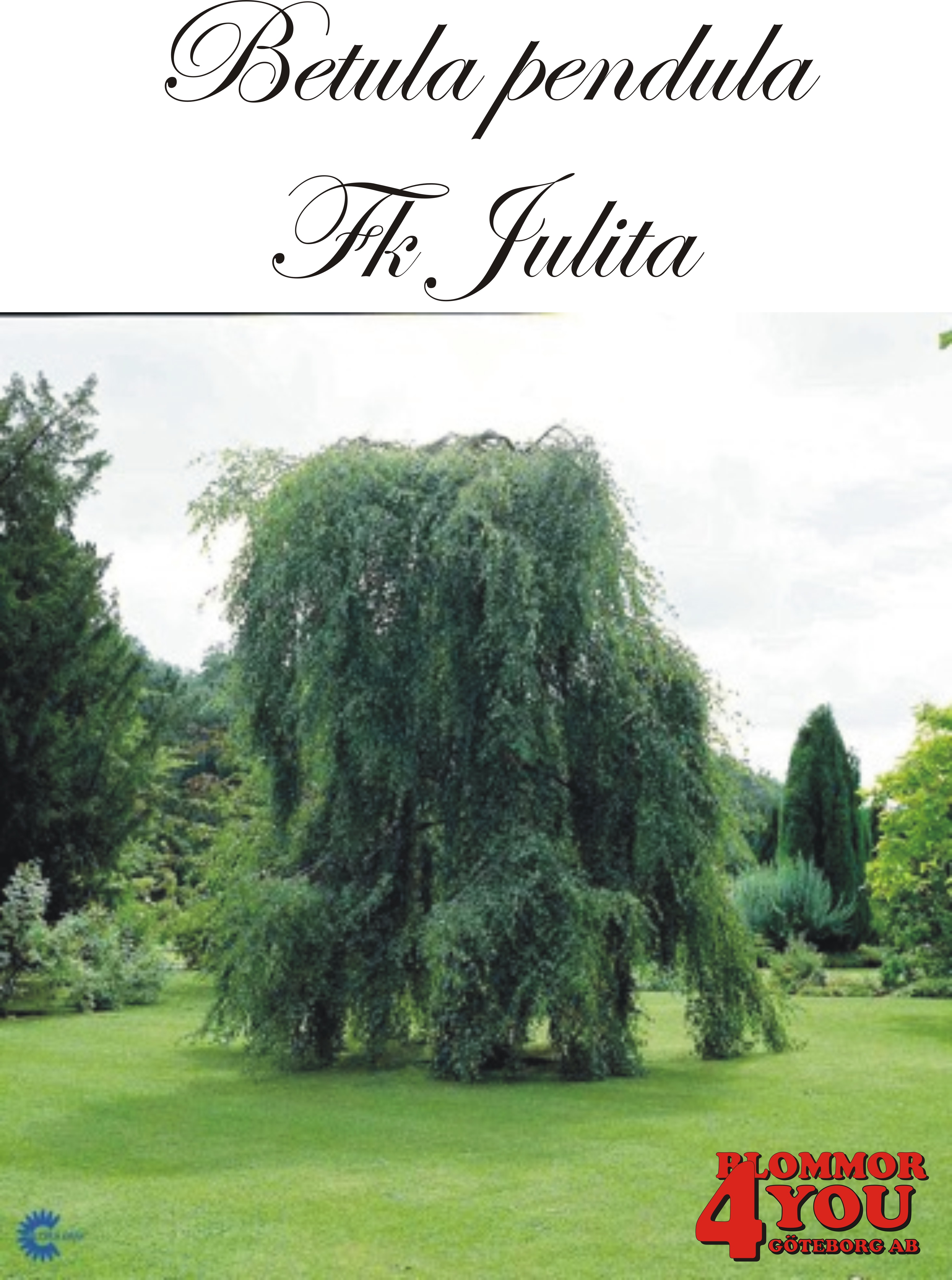 Betula pendula Fk Julita E Utr 150-200 Co