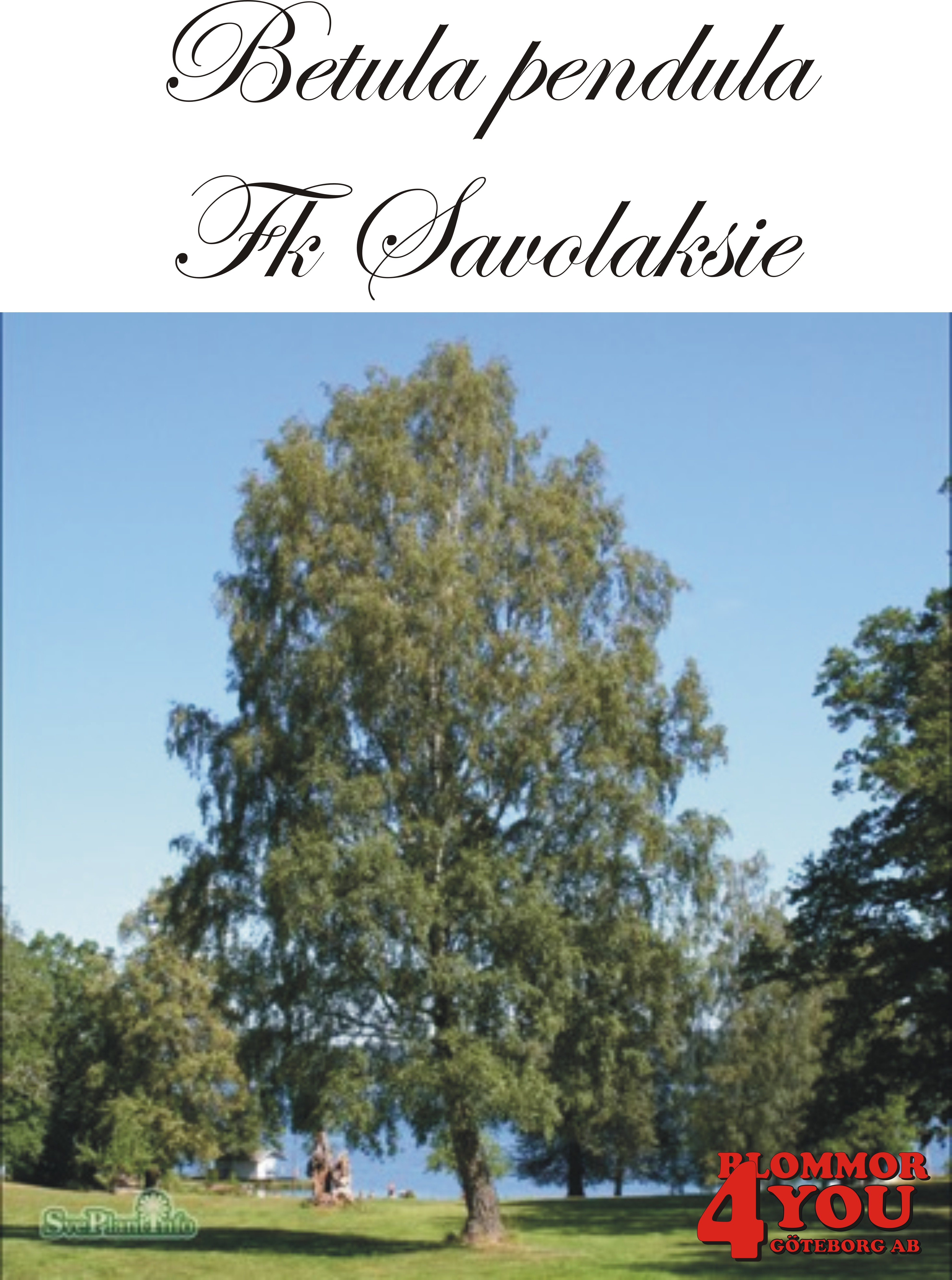 Betula pendula Fk Savolaksie Utr 150-200 Co