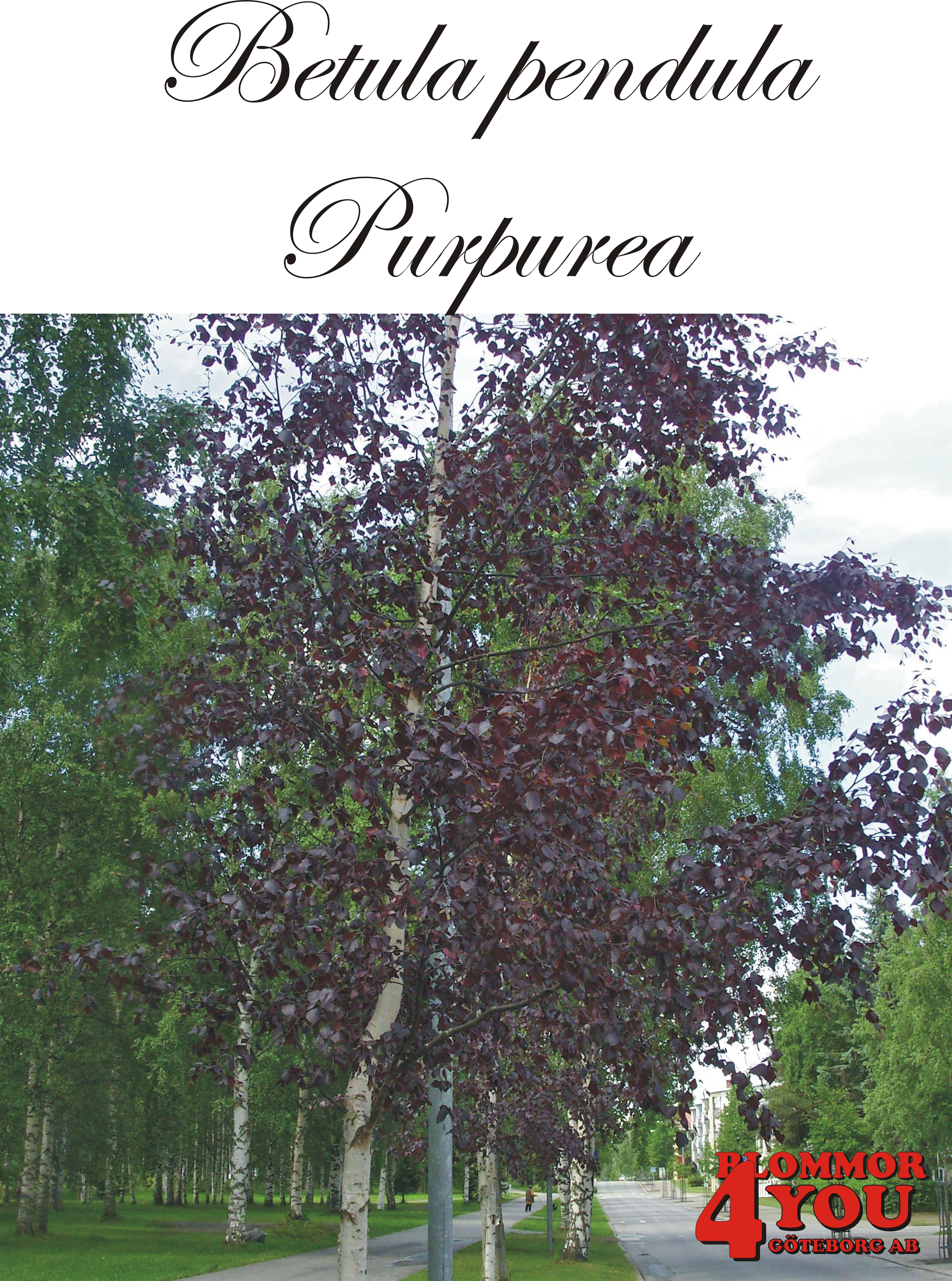 Betula pendula Purpurea Utr 150-200 Co