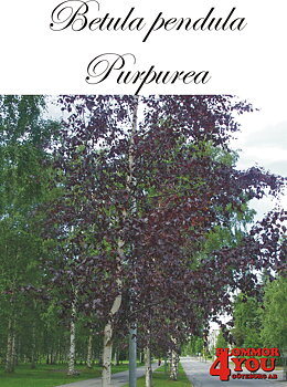 Betula pendula Purpurea Utr 150-200 Co