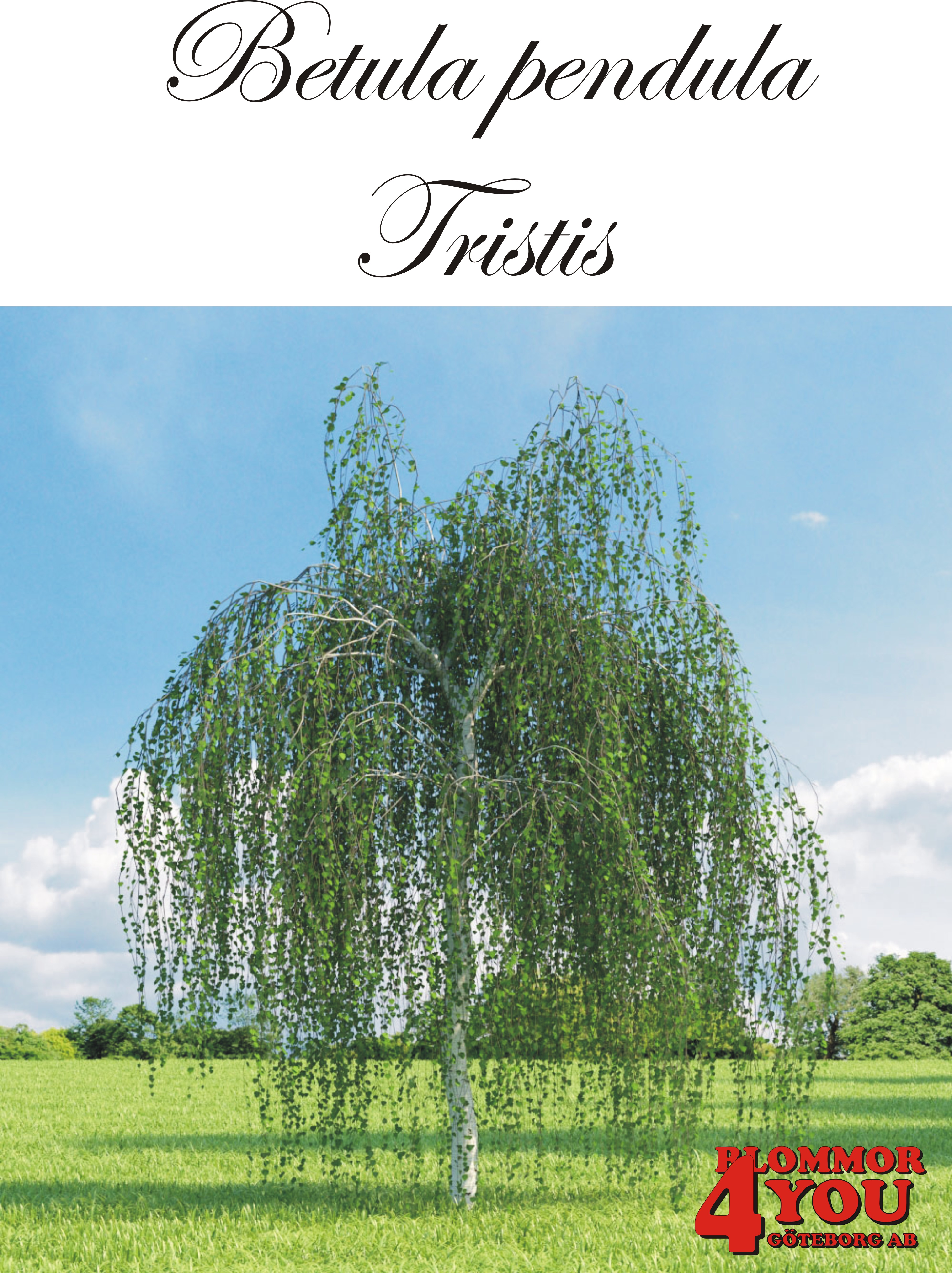 Betula pendula Tristis Utr 150-200 Co