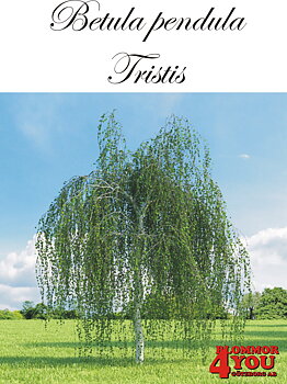 Betula pendula Tristis Utr 200-250 Co