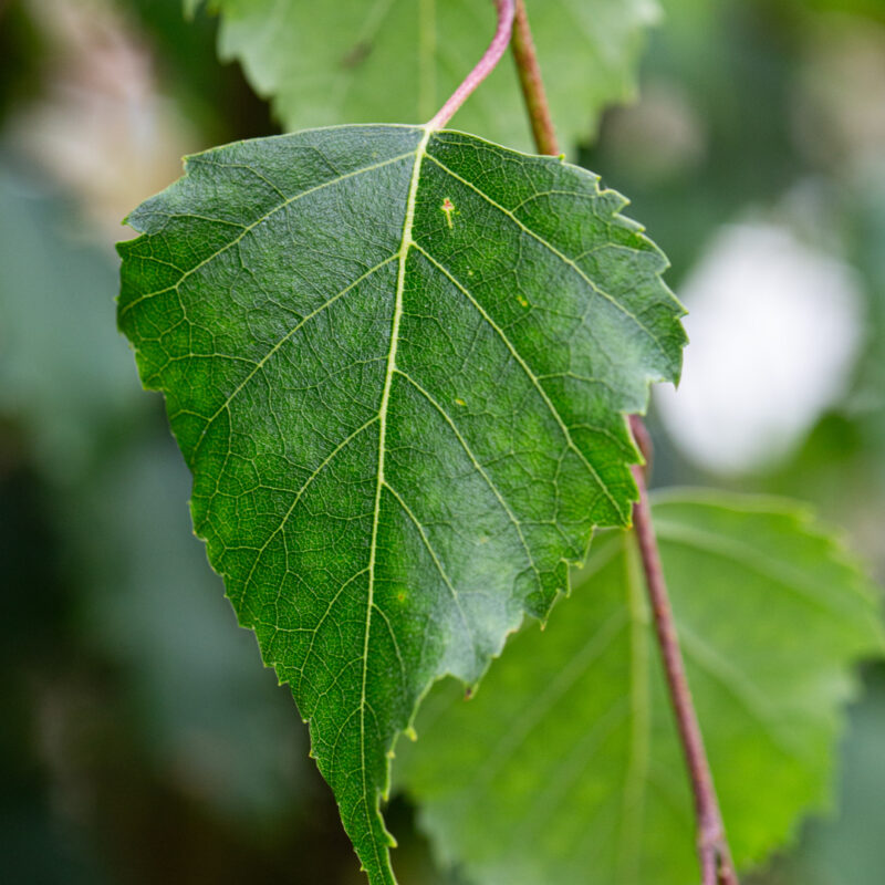 Betula pendula Tristis Utr 200-250 Co - 2
