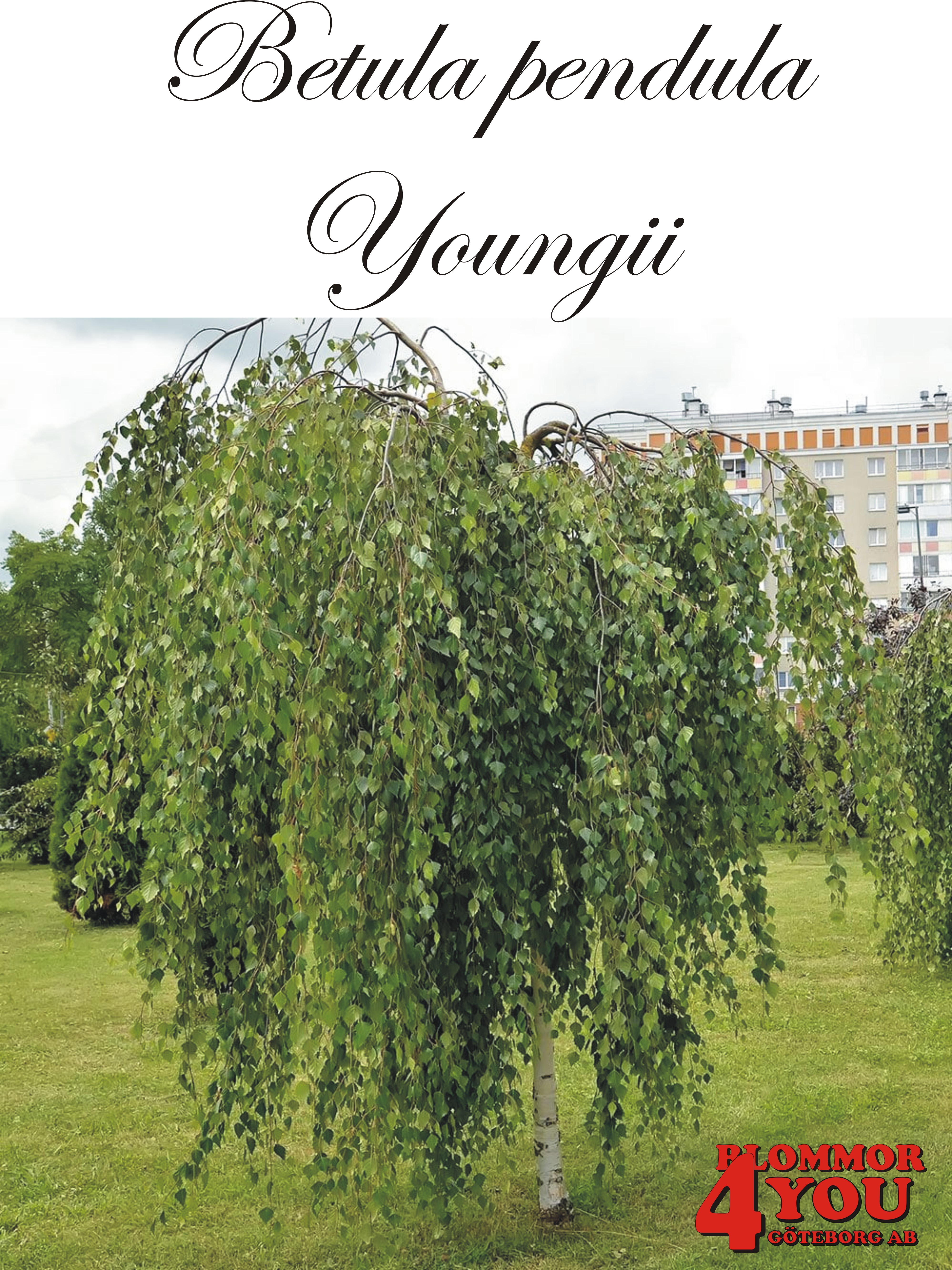 Betula pendula Youngii Utr 150-200 Co