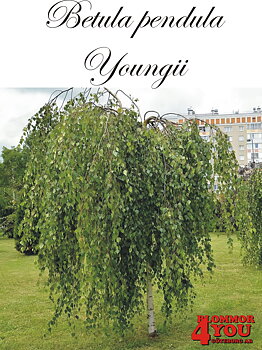 Betula pendula Youngii Utr 200-250 Co
