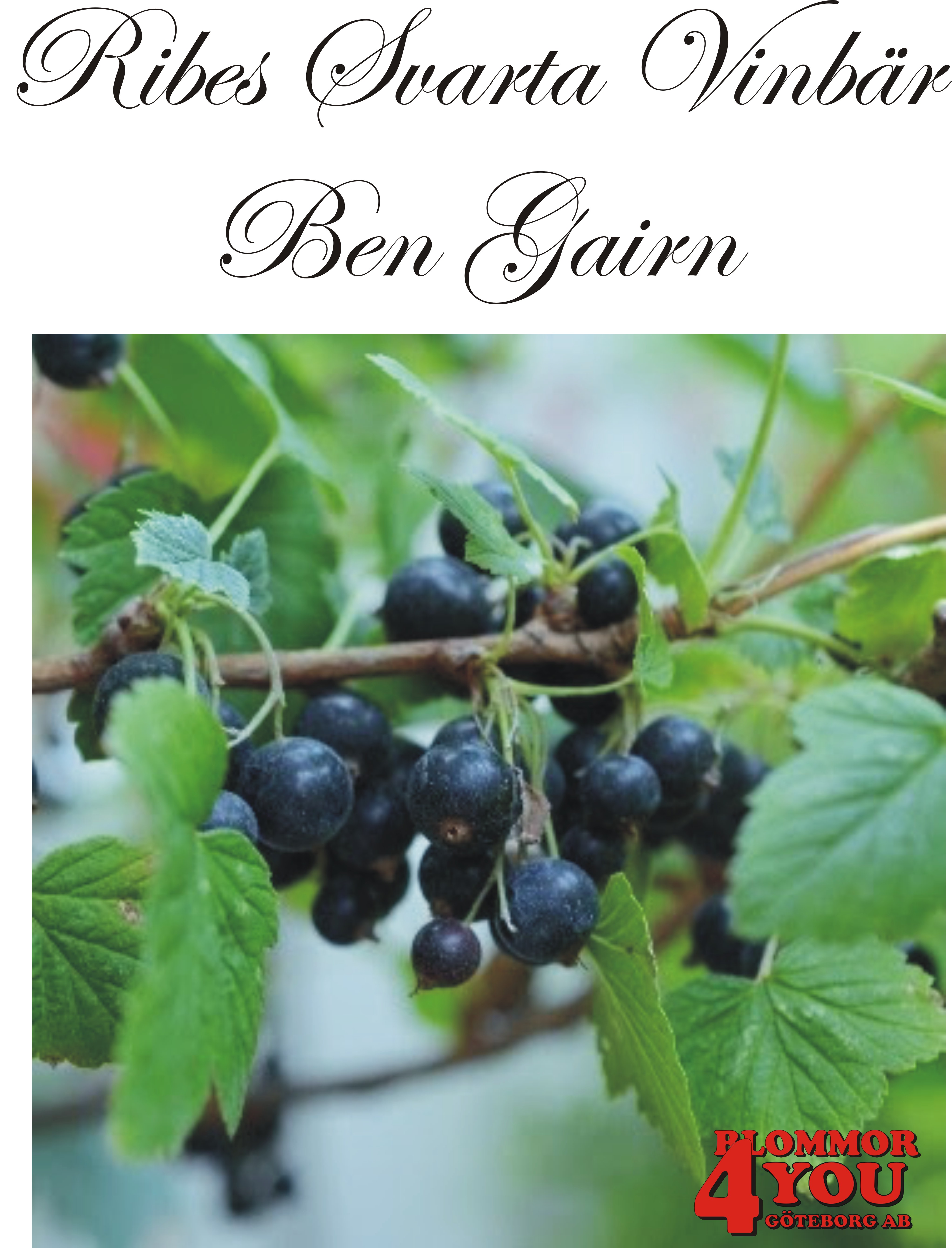Ribes nigrum  (Svarta vinbär)  BEN GAIRN   (EPS-cert) Busk C3,5