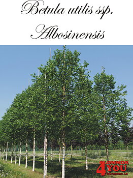 Betula utilis ssp. albosinensis Utr 150-200 Co