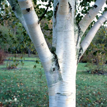 Betula utilis ssp. jacquemontii Utr 150-200 Co - 2