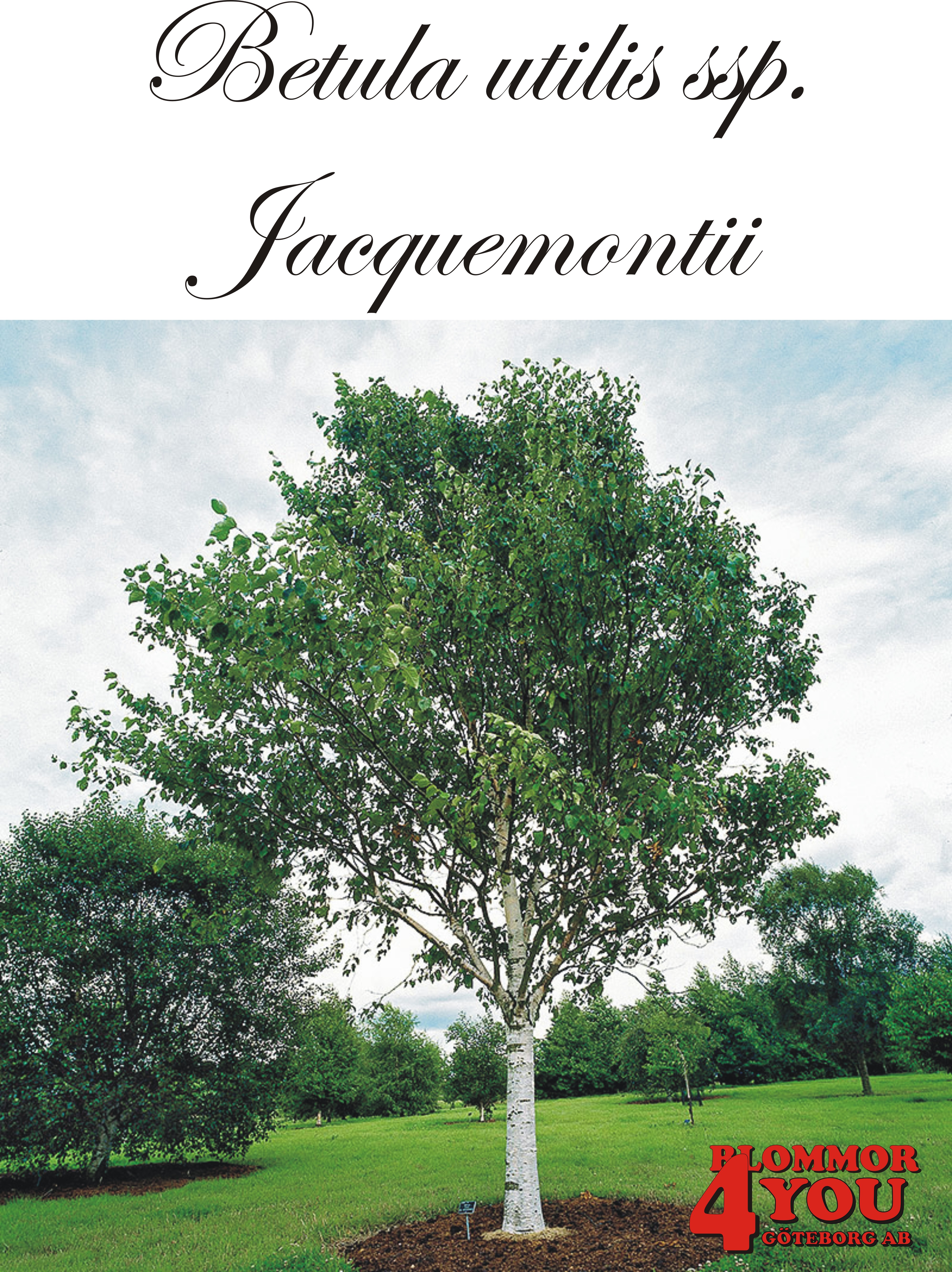 Betula utilis ssp. jacquemontii Utr 200-250 Co