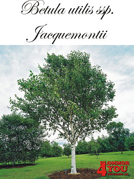 Betula utilis ssp. jacquemontii Utr 200-250 Co