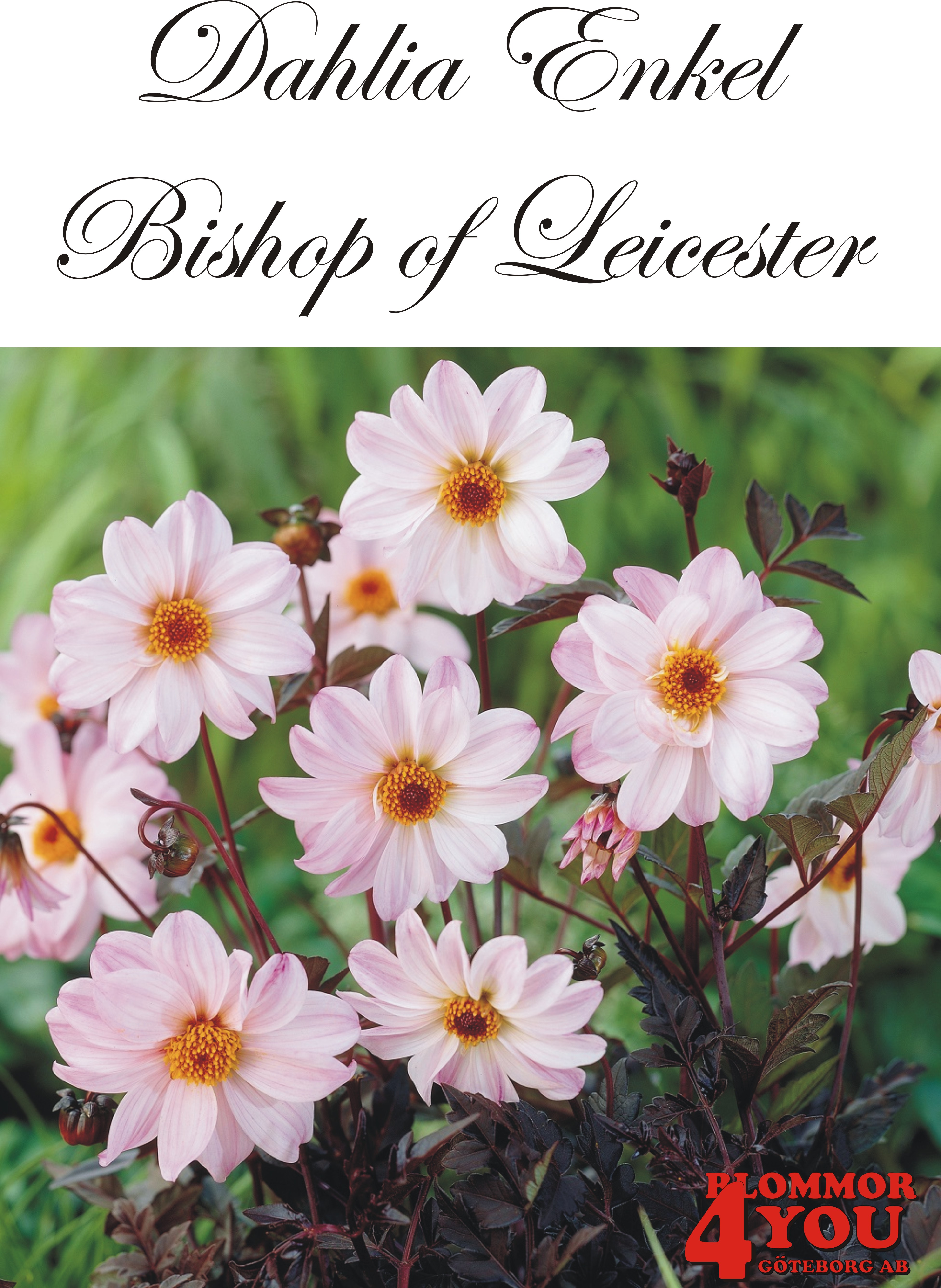 Dahlia Bishop of Leicester
