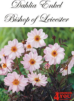 Dahlia Bishop of Leicester