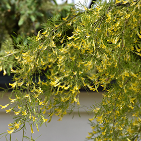 Caragana arborescens Lorbergii Sh 100-120 Co - 2