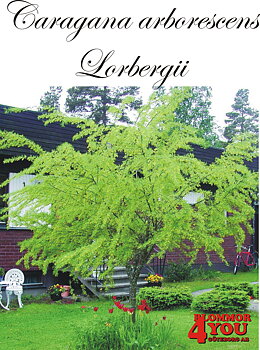 Caragana arborescens Lorbergii Sh 100-120 Co