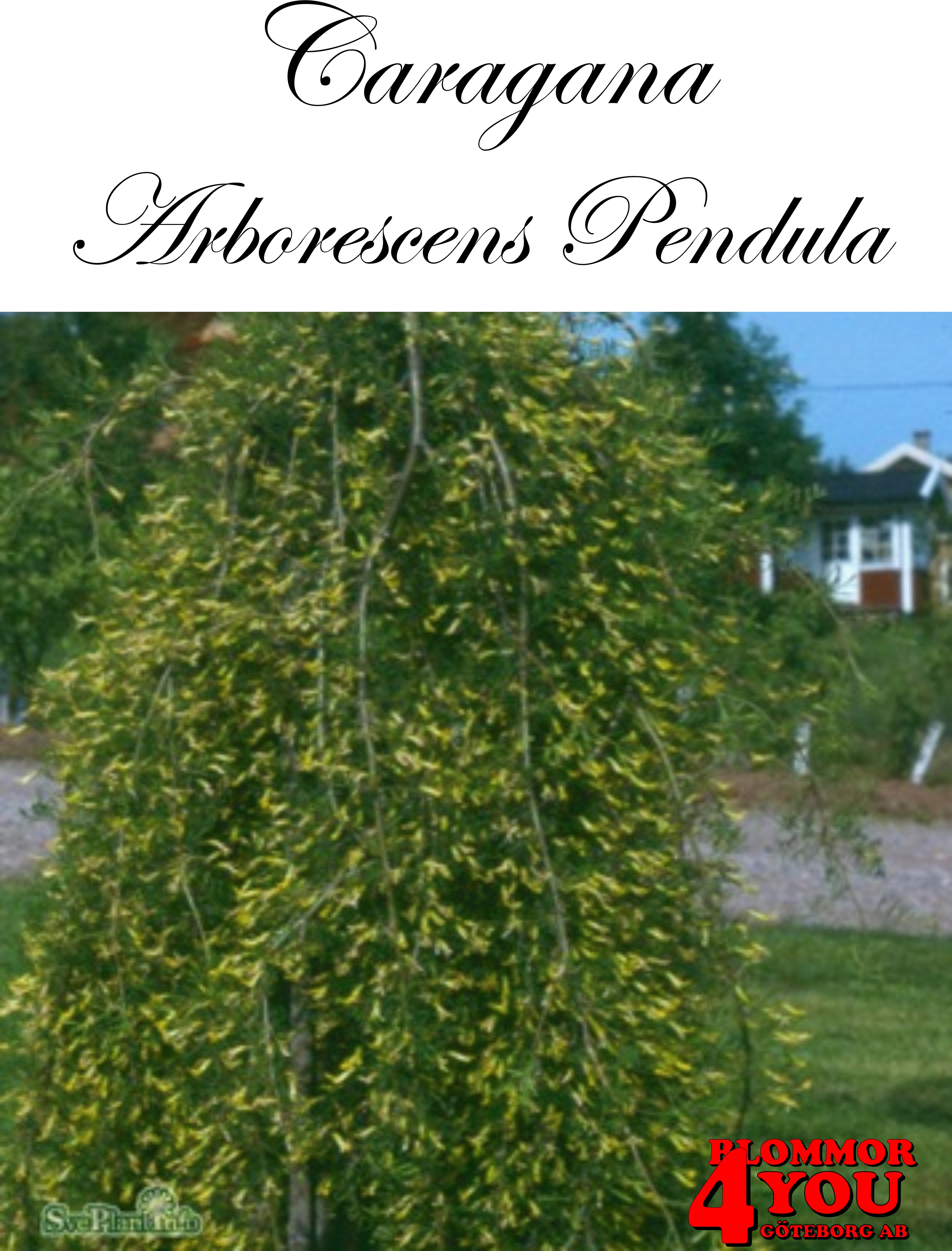 Caragana arborescens Pendula Sh 100-120 Co
