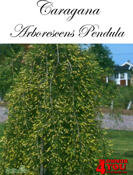 Caragana arborescens Pendula Sh 100-120 Co