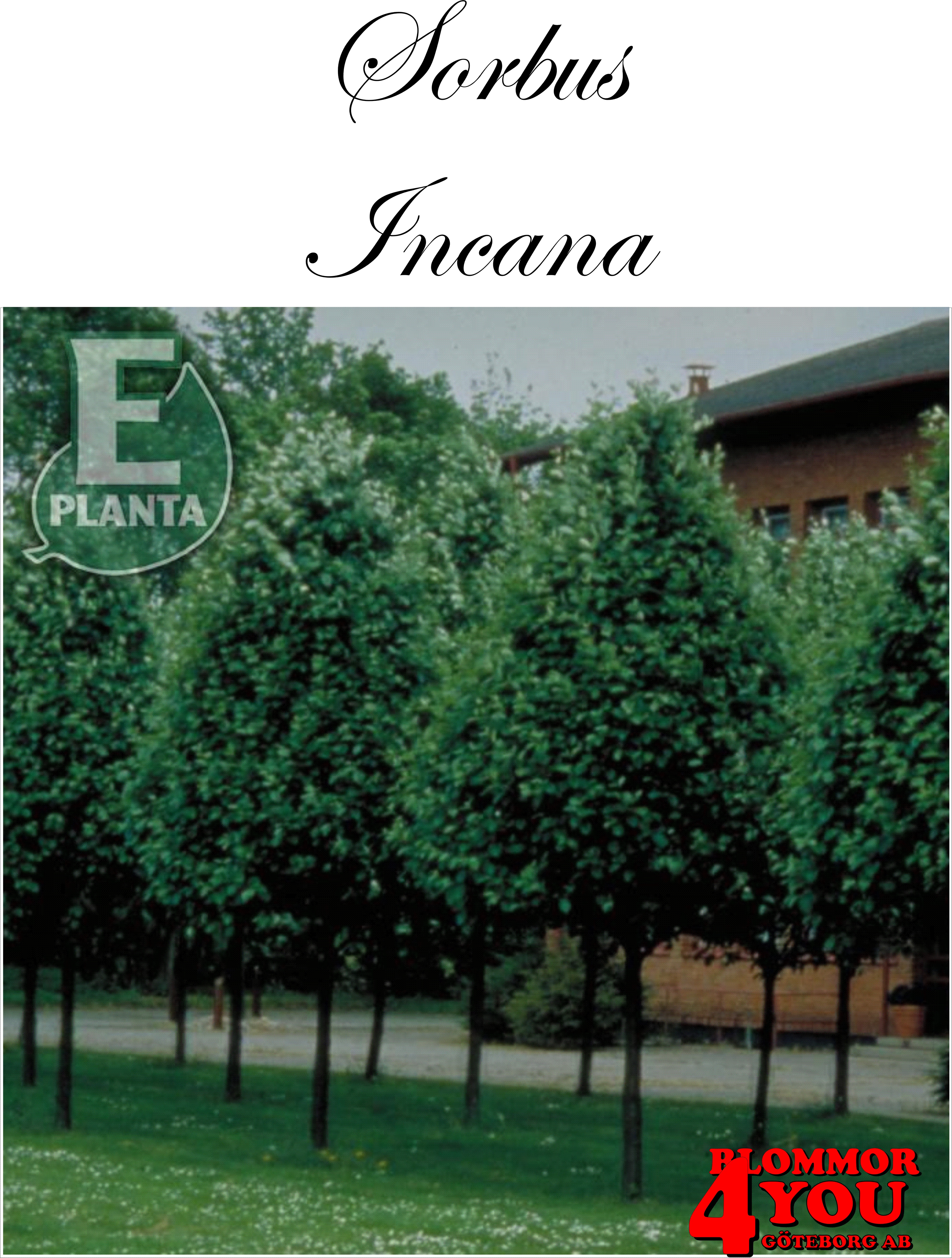 Sorbus incana E silveroxel E  Utr 200-250 Co