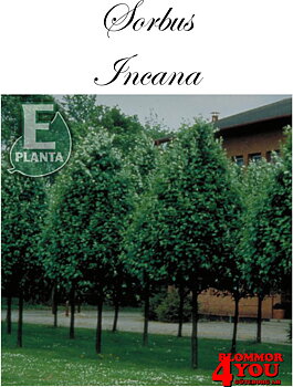 Sorbus incana E silveroxel E  Utr 200-250 Co