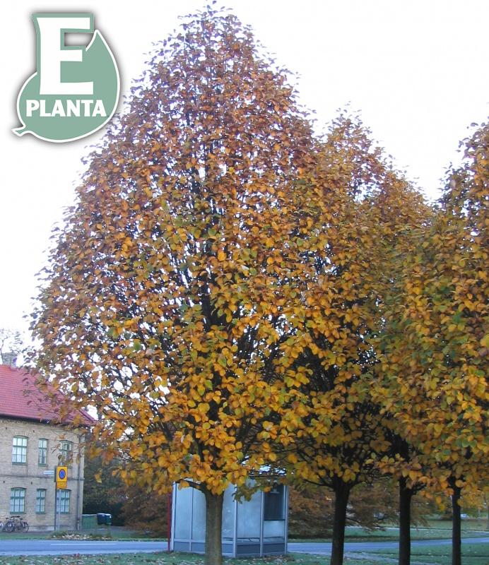 Sorbus incana E silveroxel E  Utr 150-200 Co - 4