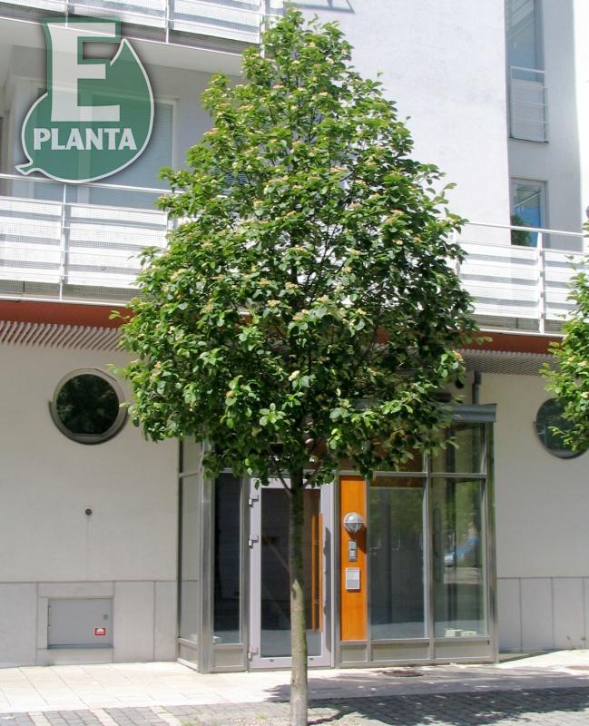 Sorbus incana E silveroxel E  Utr 150-200 Co - 2