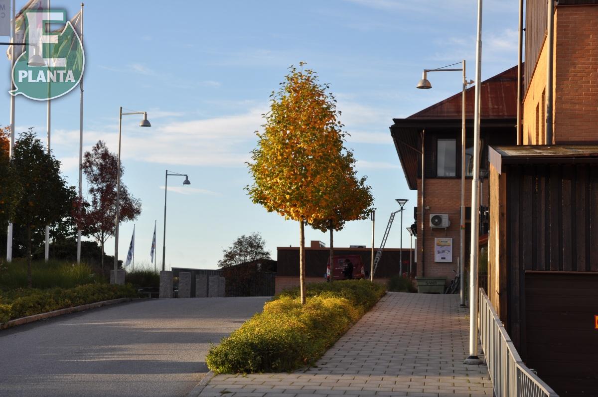 Sorbus incana E silveroxel E  Utr 150-200 Co - 5