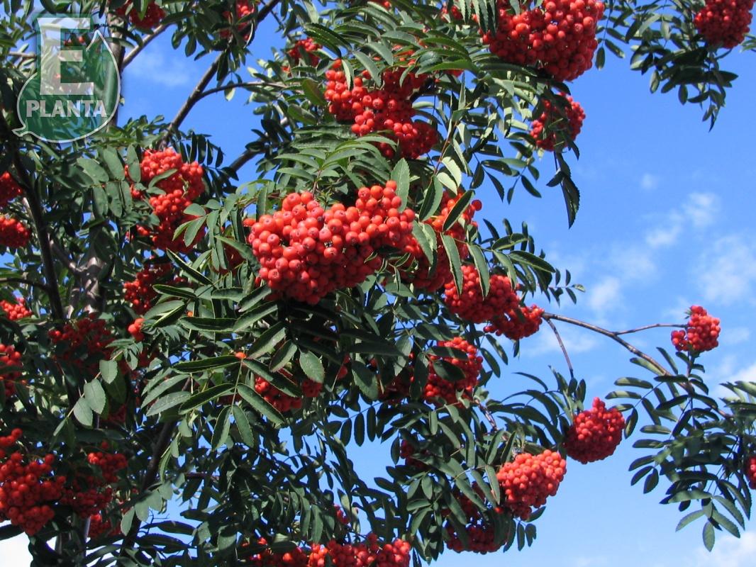 Sorbus aucuparia Fk Västeråker E rönn Fk Västeråker E  Utr 200-250 Co - 2
