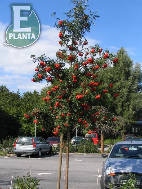 Sorbus aucuparia Fk Västeråker E rönn Fk Västeråker E  Utr 200-250 Co - 4