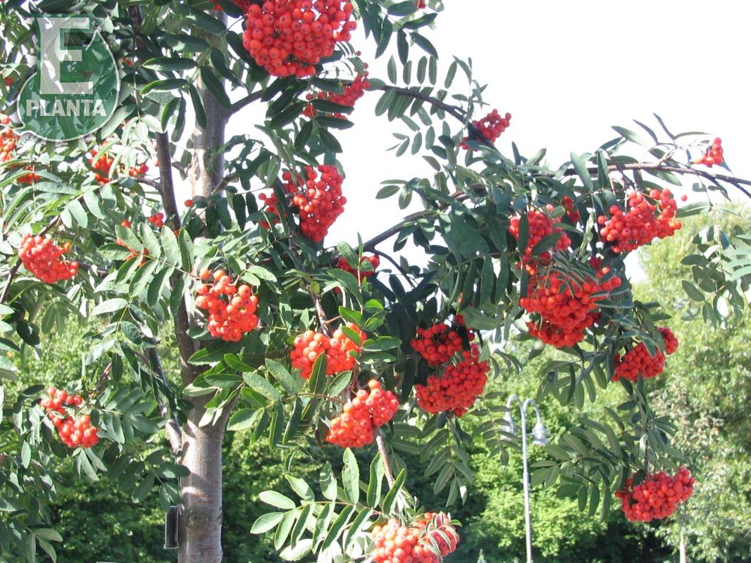 Sorbus aucuparia Fk Västeråker E rönn Fk Västeråker E  Utr 200-250 Co - 3