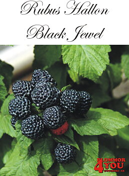 Trädgårdshallon  Rubus (Hallon) BLACK JEWEL A-kv C2