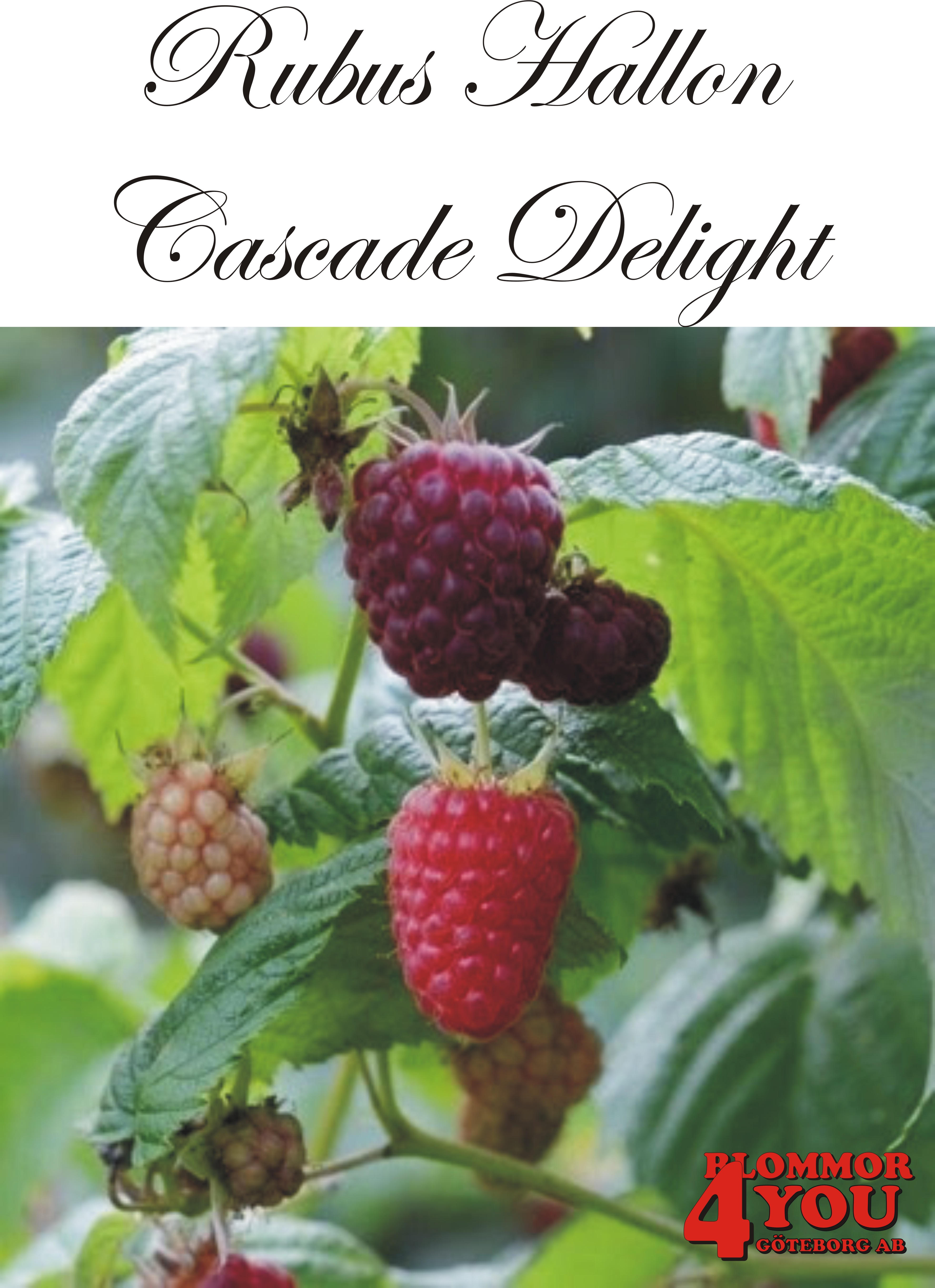 Trädgårdshallon  Rubus  CASCADE DELIGHT (EPS-cert)   A-kv C2