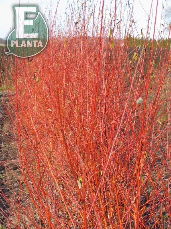 Salix alba var. chermesina Vinterglöd E (syn. Salix x fragilis f. vitellina) korallpil Vinterglöd E  Utr 150-200 Co - 3