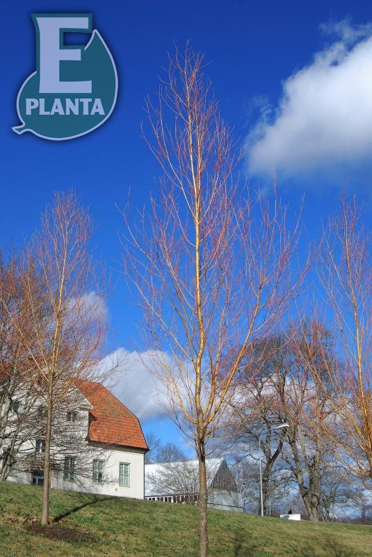 Salix alba var. chermesina Vinterglöd E (syn. Salix x fragilis f. vitellina) korallpil Vinterglöd E  Utr 150-200 Co - 4