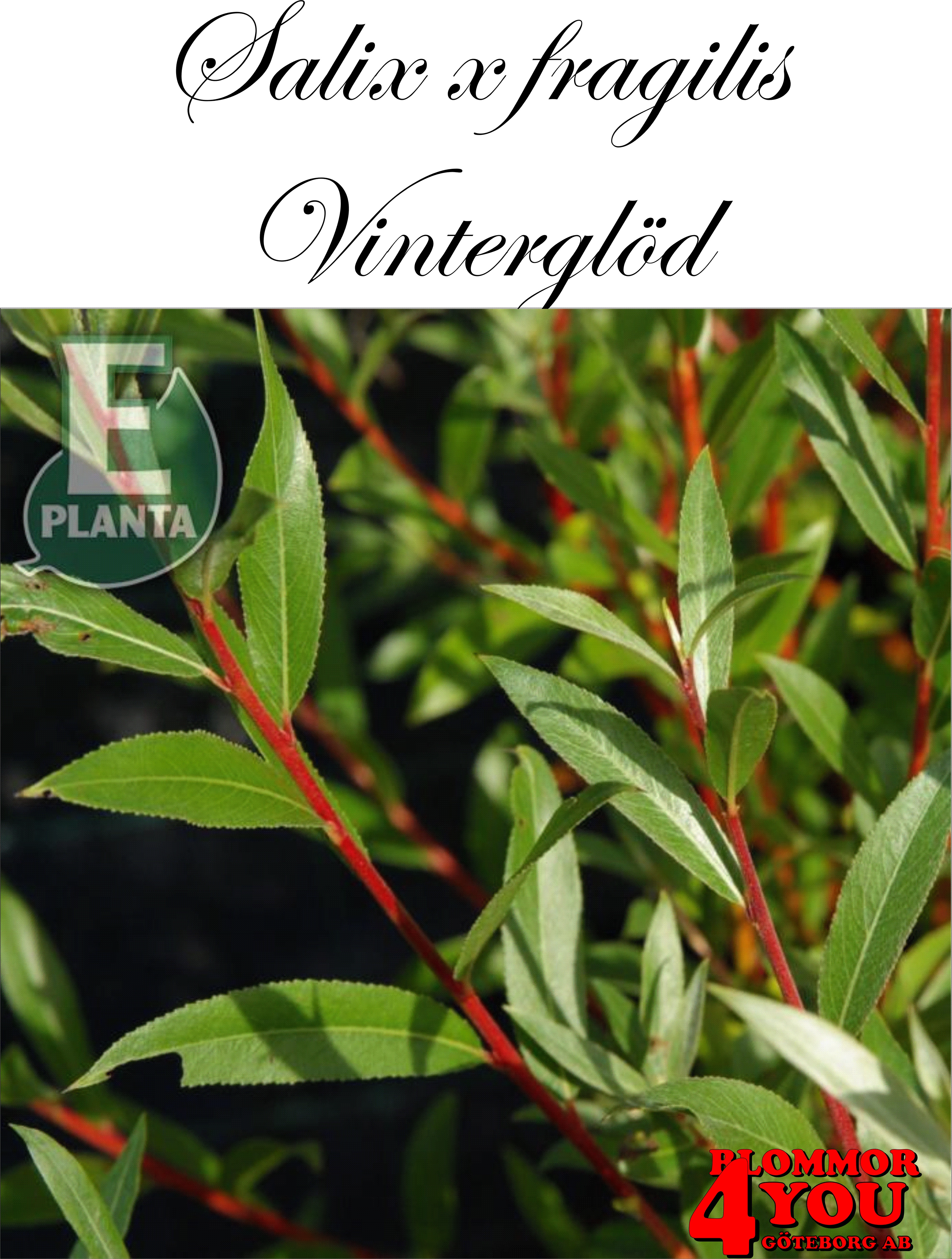 Salix alba var. chermesina Vinterglöd E (syn. Salix x fragilis f. vitellina) korallpil Vinterglöd E  Utr 150-200 Co