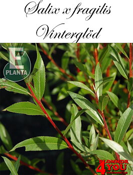Salix alba var. chermesina Vinterglöd E (syn. Salix x fragilis f. vitellina) korallpil Vinterglöd E  Utr 150-200 Co