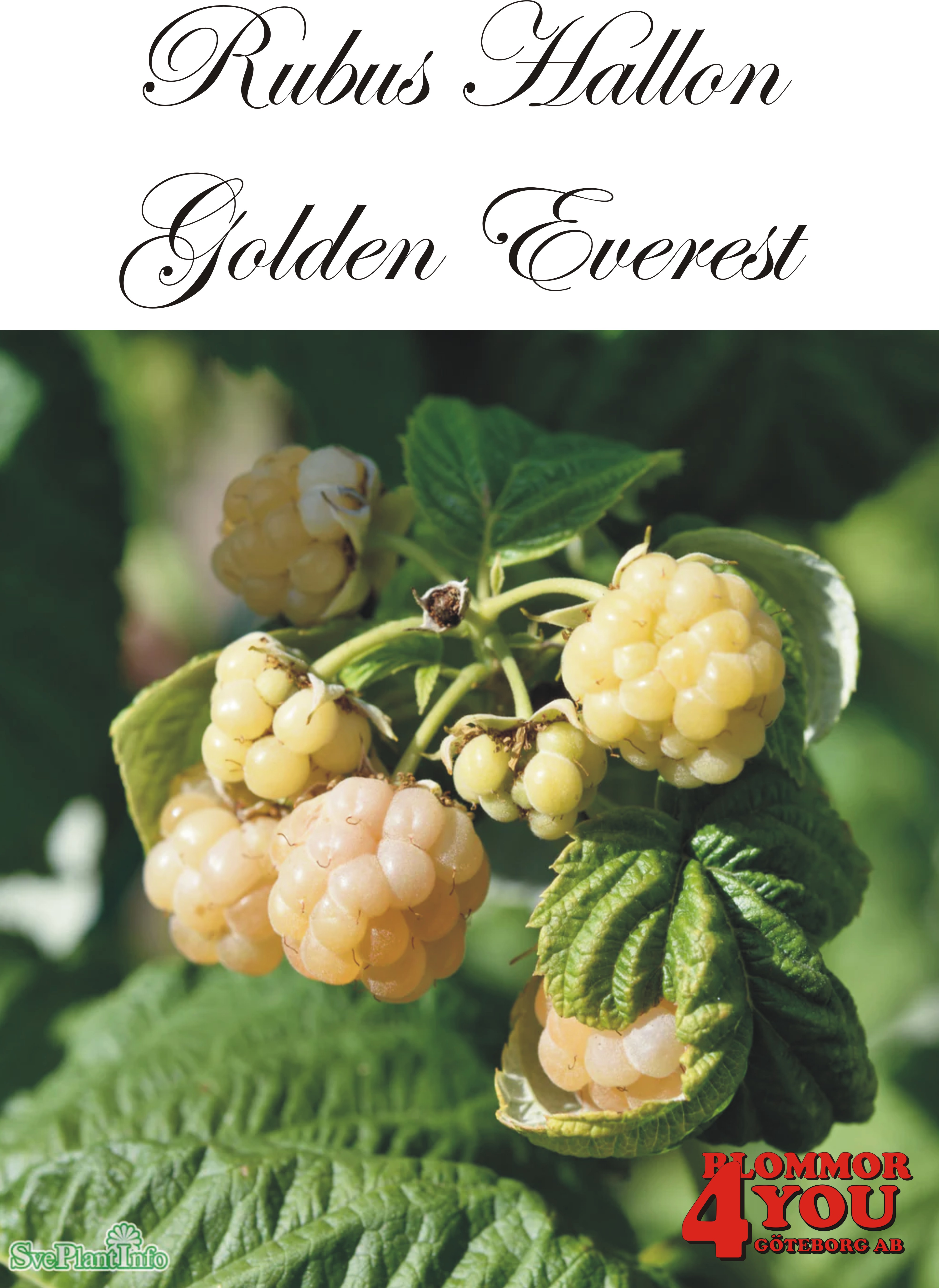 Trädgårdshallon  Rubus (Hallon) GOLDEN EVEREST   (CAC) A-kv C2