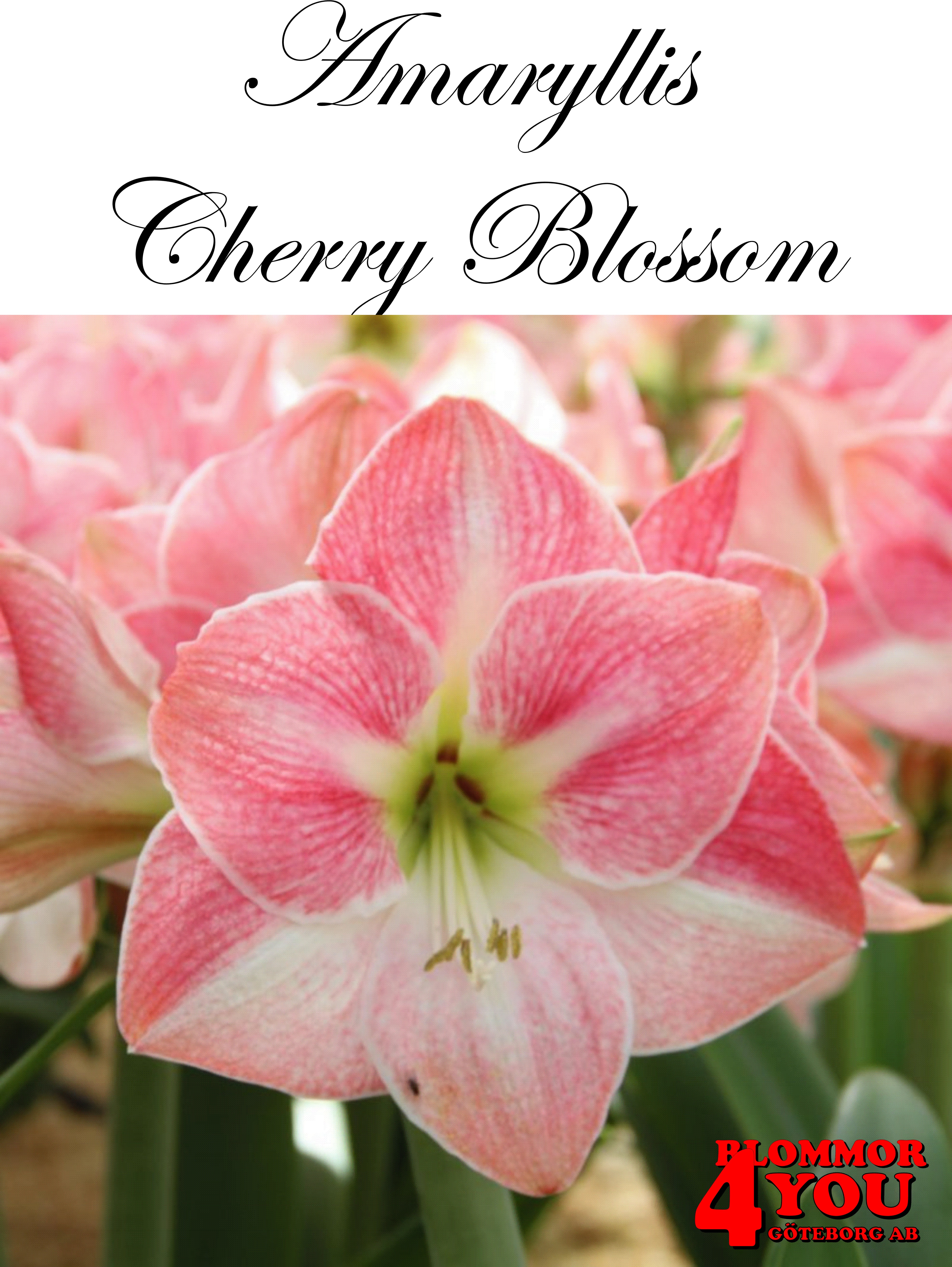 Amaryllis  Cherry Blossom   Lökstorlek: *30/32