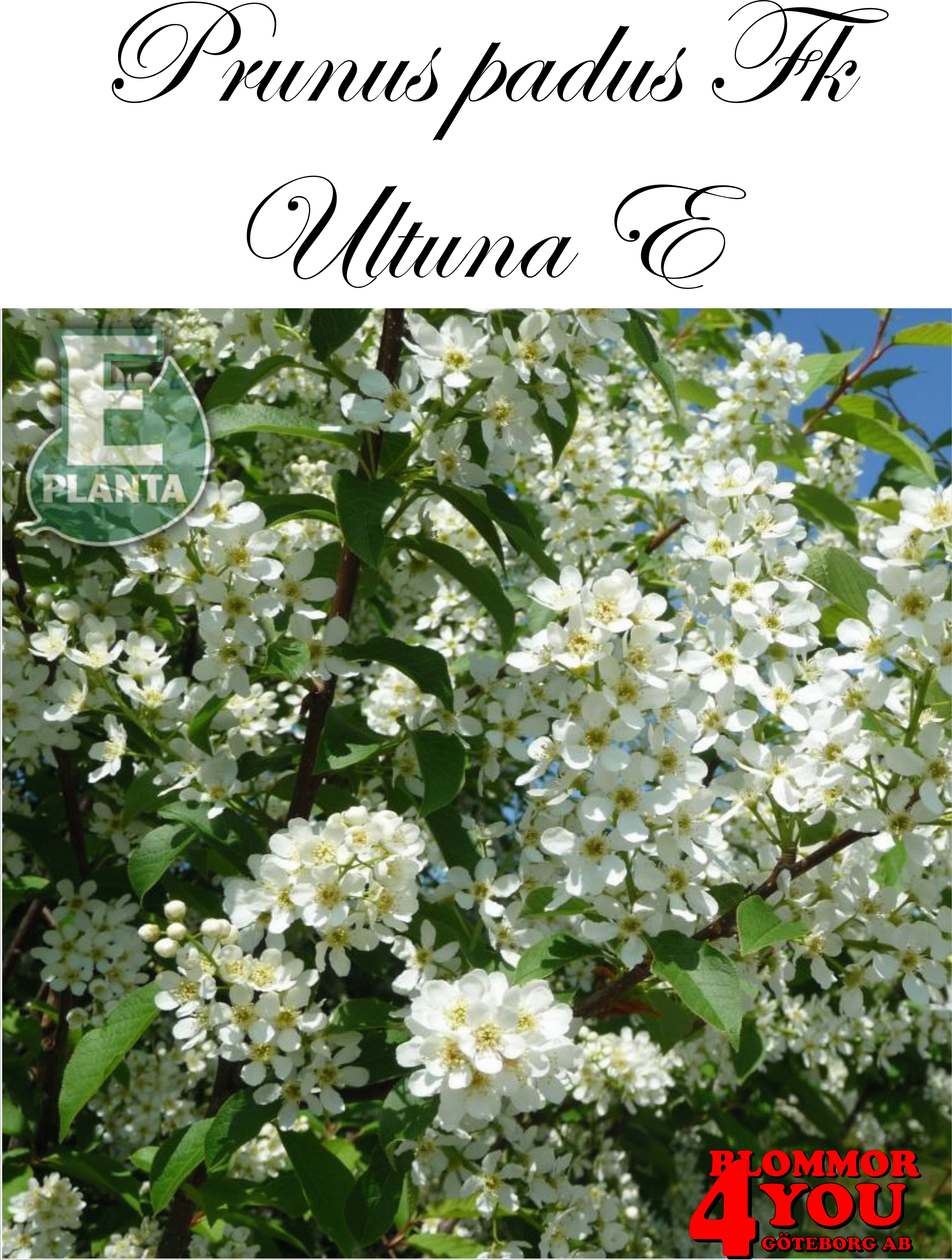 Prunus padus Fk Ultuna E hägg Fk Ultuna E  Utr 150-200 Co