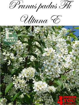Prunus padus Fk Ultuna E hägg Fk Ultuna E  Utr 150-200 Co