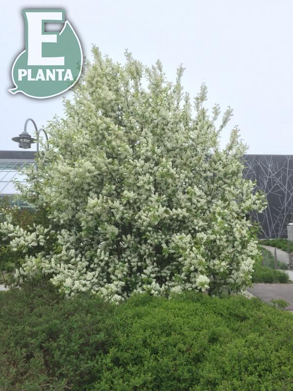 Prunus padus Fk Ultuna E hägg Fk Ultuna E  Utr 200-250 Co - 2