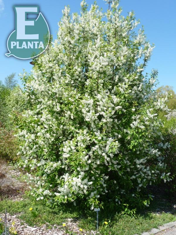 Prunus padus Fk Ultuna E hägg Fk Ultuna E  Utr 200-250 Co - 3