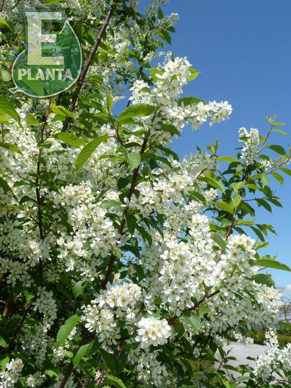 Prunus padus Fk Ultuna E hägg Fk Ultuna E  Utr 200-250 Co - 4