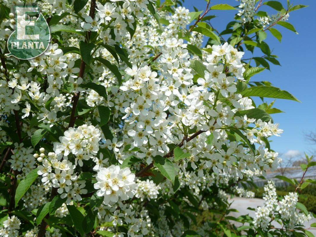 Prunus padus Fk Ultuna E hägg Fk Ultuna E  Utr 200-250 Co - 5