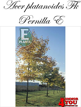 Acer platanoides Fk Pernilla E skogslönn Fk Pernilla E  Utr 200-250 Co
