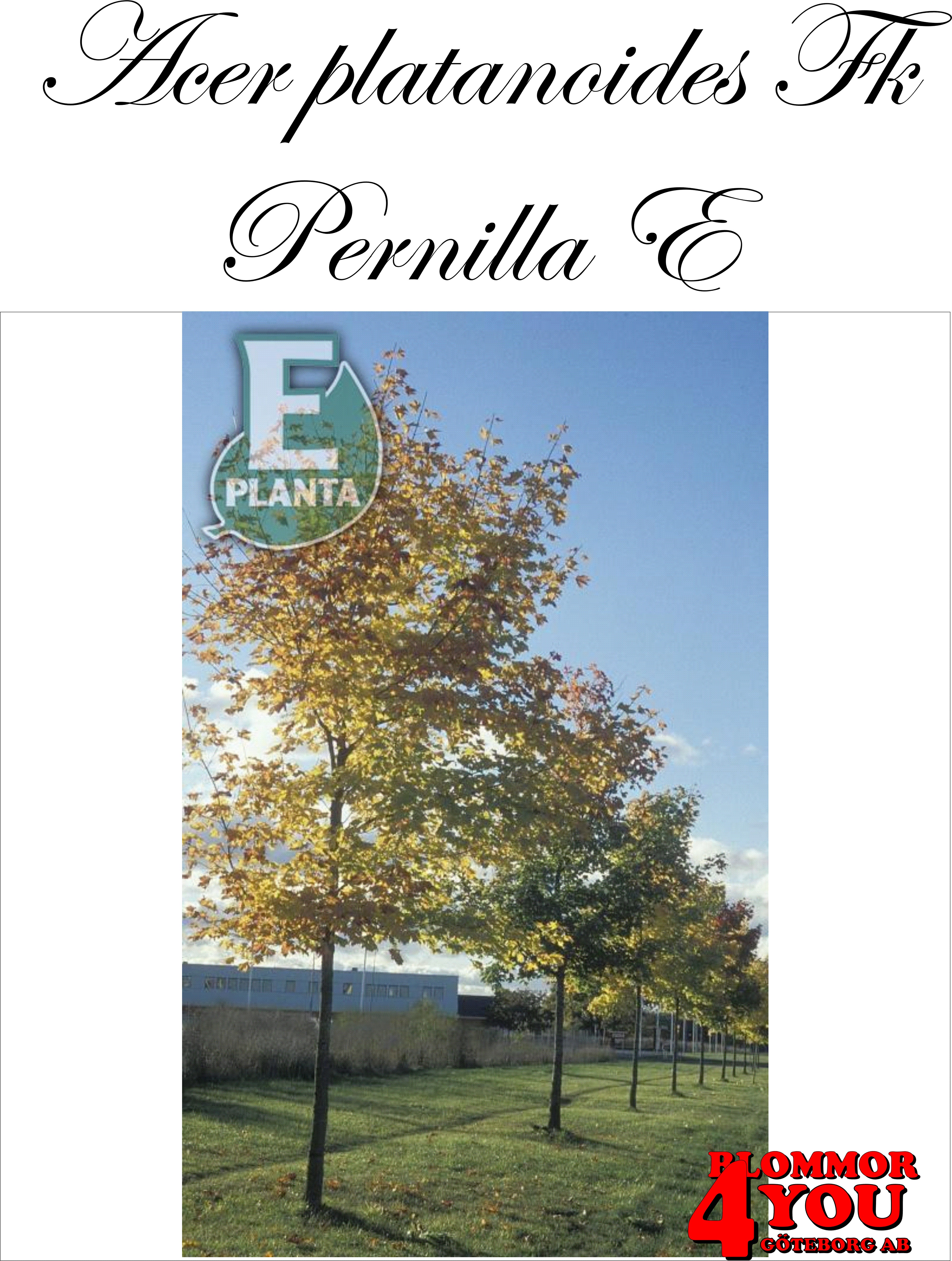 Acer platanoides Fk Pernilla E skogslönn Fk Pernilla E  Utr 150-200 Co