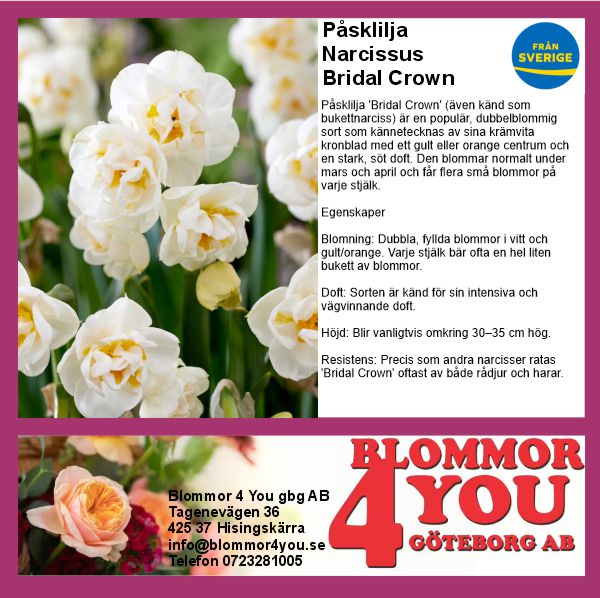 PÅSKLILJA BRIDAL CROWN  14 CM Ø KRUKA