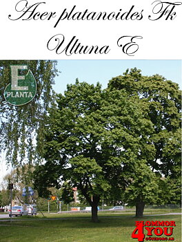 Acer platanoides Fk Ultuna E skogslönn Fk Ultuna E  Utr 200-250 Co